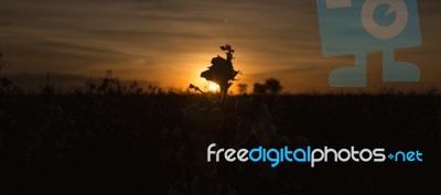 Cotton Field In Oakey, Queensland Stock Photo