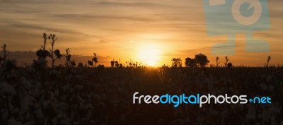 Cotton Field In Oakey, Queensland Stock Photo