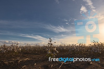 Cotton Field In Oakey, Queensland Stock Photo