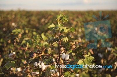 Cotton Field In Oakey, Queensland Stock Photo