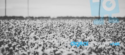 Cotton Field In The Countryside Stock Photo