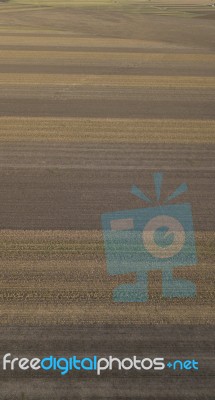 Cotton Field In The Countryside Stock Photo