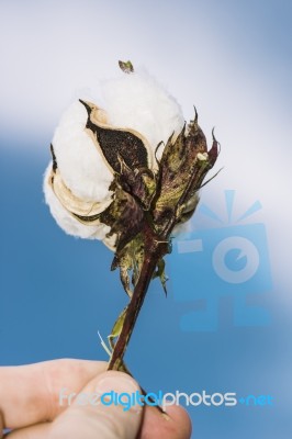 Cotton Field In The Countryside Stock Photo Cotton Field In The Countryside Stock Photo