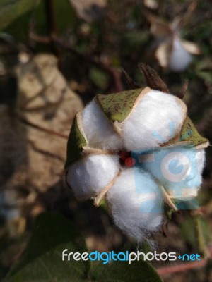 Cotton Flower Stock Photo