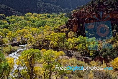 Cottonwood Trees Along The Virgin River Valley Stock Photo