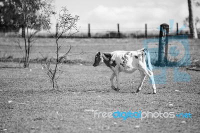 Country Cow  Stock Photo