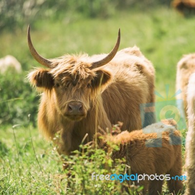 Country Cows Stock Photo