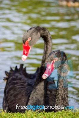 Couple Black Swans Stock Photo