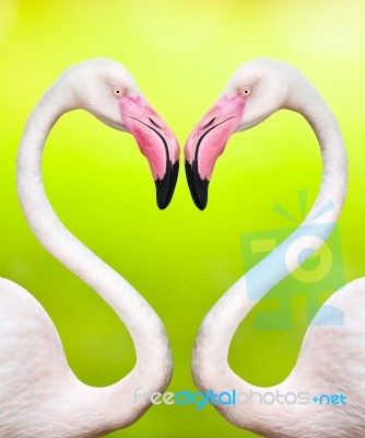 Couple Of Flamingos Stock Image