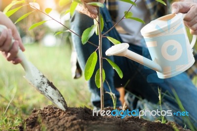 Couple Planting And Watering A Tree Together On A Summer Day In Stock Photo