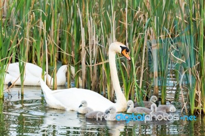 Couple White Swans With Young Cygnets Stock Photo