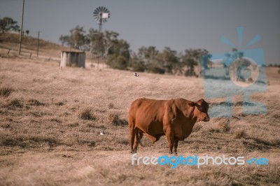 Cow And A Windmill In The Country Stock Photo