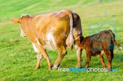 Cow And Calf Stock Photo