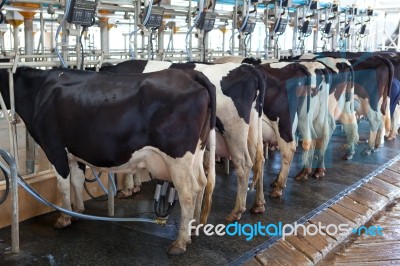 Cow Milking Facility Stock Photo