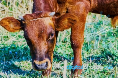 Cow On A Summer Pasture Stock Photo