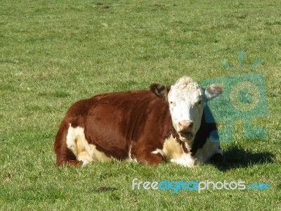 Cow Open Mouthed And Reclined Stock Photo