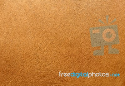 Cow Skin Stock Photo