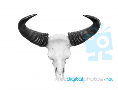 Cow Skull Isolated Stock Photo