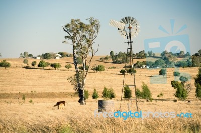 Cows And A Windmill In The Countryside Stock Photo
