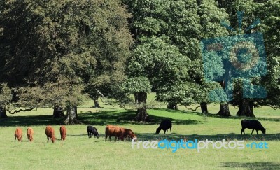 Cows And Trees Stock Photo