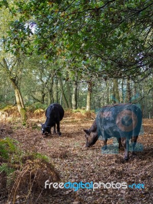 Cows Grazing For Acorns In The Ashdown Forest Stock Photo