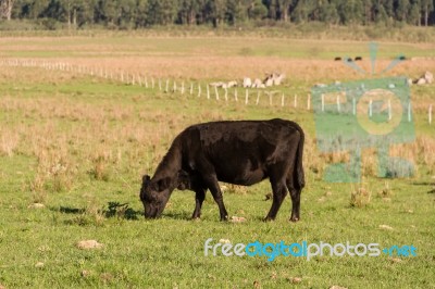 Cows Grazing In The Green Argentine Countryside Stock Photo