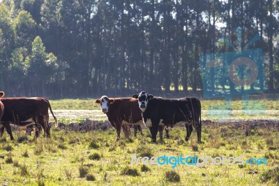 Cows Grazing In The Green Argentine Countryside Stock Photo