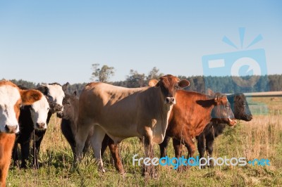 Cows Grazing In The Green Argentine Countryside Stock Photo