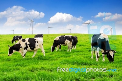 Cows On A Green Field And Blue Sky Stock Photo