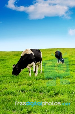 Cows On A Green Field And Blue Sky Stock Photo