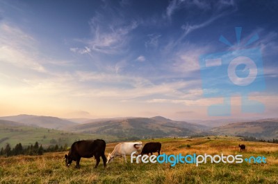 Cows On A Mountain Pasture. Autumn Hills Stock Photo