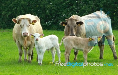 Cows With Calfs Stock Photo