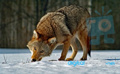 Coyote Finds Prey Stock Photo