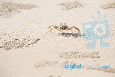 Crab On Sand Stock Photo