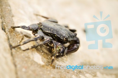 Crab Walking Stock Photo