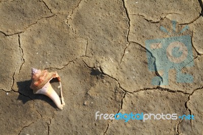 Cracked Soil And Shell Stock Photo