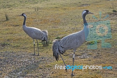 Cranes Stock Photo