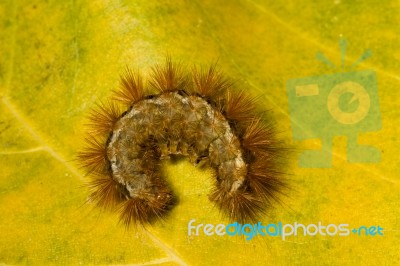 Crawled Hairy Caterpillar Stock Photo