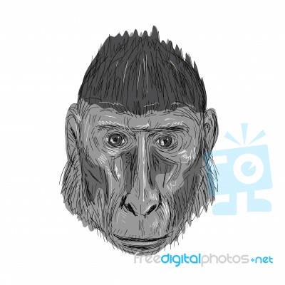 Crested Black Macaque Head Drawing Stock Image