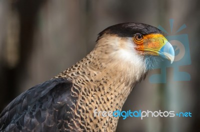 Crested Caracara Stock Photo