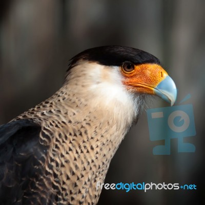 Crested Caracara Stock Photo