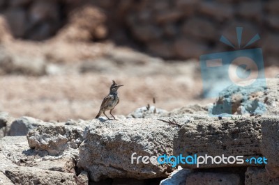 Crested Lark (galerida Cristata) Stock Photo Crested Lark (galerida Cristata) Stock Photo