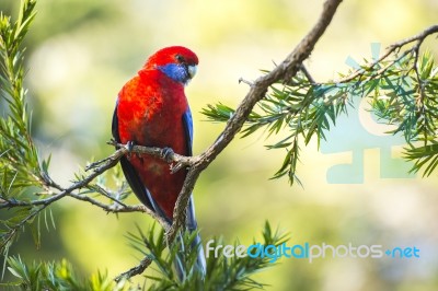 Crimson Rosella Stock Photo