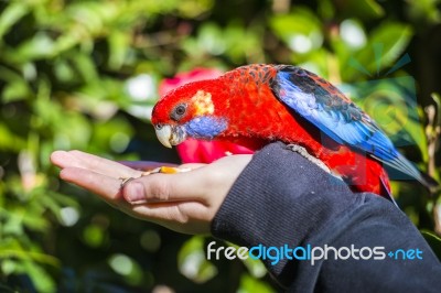 Crimson Rosella Stock Photo