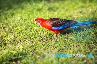 Crimson Rosella Stock Photo