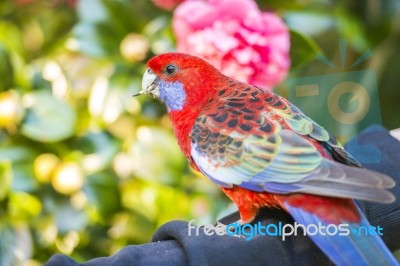 Crimson Rosella Stock Photo