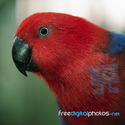 Crimson Rosella Stock Photo