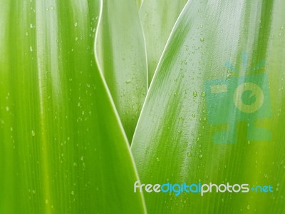 Crinum Lily Leave With Rain Droplet Stock Photo