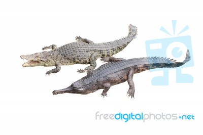 Crocodile And Gavial Friend On White Background Stock Photo
