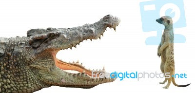 Crocodile And Meerkat Stock Photo